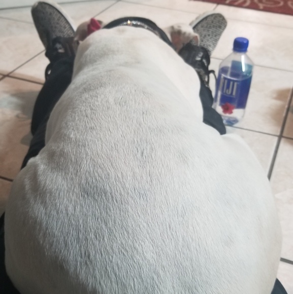 Meet your Posher, Francesca & Dani🐶 - Picture 6 of 9